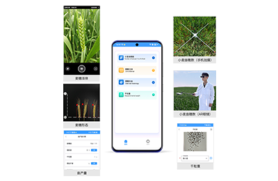永州市小麦亩穗数分析仪IN-XM02