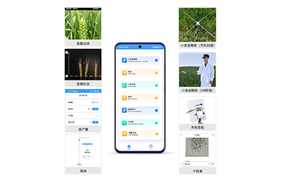 永州市小麦表型测量仪IN-XM05